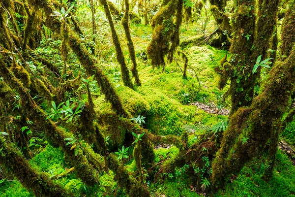 The integrity of the forest. Doi Inthanon National Park. Chiang — Stock Photo, Image