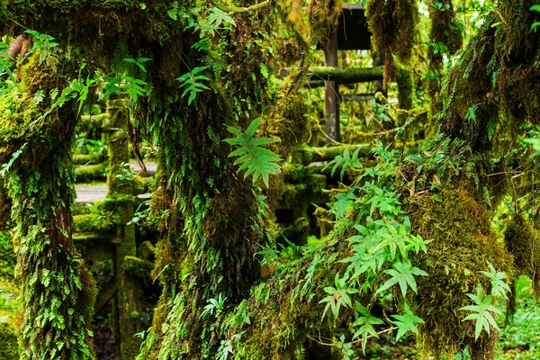 Linda floresta tropical (Doi Inthanon National Park), Tailândia — Fotografia de Stock