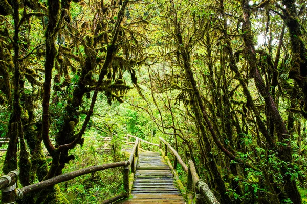 Hermosa selva tropical en el sendero natural ang ka en doi inthanon nat —  Fotos de Stock