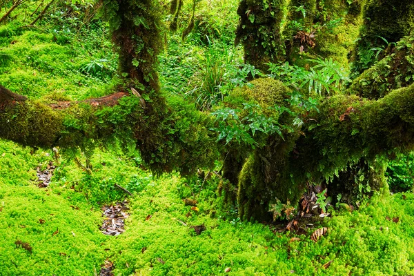 森林的完整性。茵他侬国家公园。蒋 — 图库照片