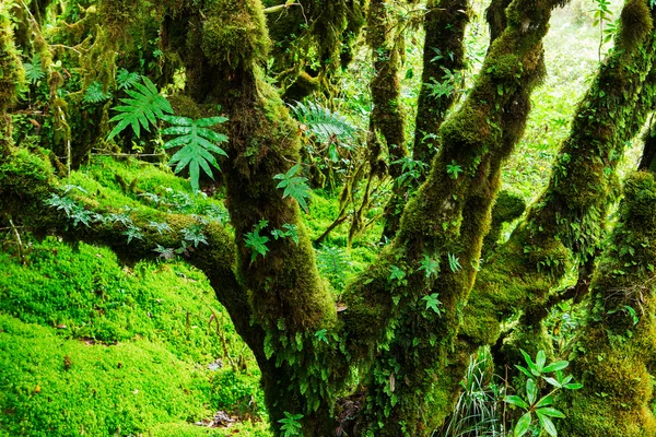 Ormanın bütünlüğü. Doi Inthanon Milli Parkı. Chiang 