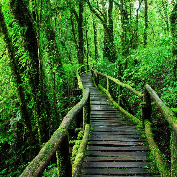 Krásný deštný prales na ang ka naučná stezka v doi inthanon nat — Stock fotografie