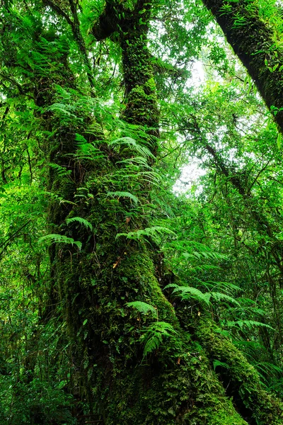 A integridade da floresta. Parque Nacional Doi Inthanon. Chiang... — Fotografia de Stock