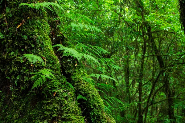Celistvost lesa. Doi Inthanon národní Park. Chiang — Stock fotografie