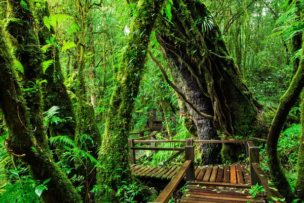 Hermosa selva tropical en el sendero natural ang ka en doi inthanon nat —  Fotos de Stock