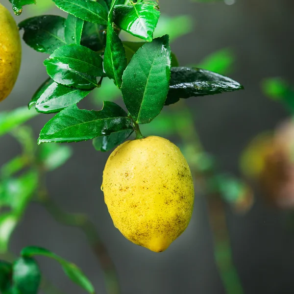 Žlutá citrony, visící na stromě — Stock fotografie