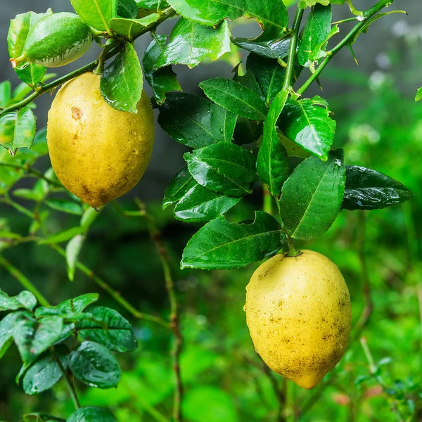 Žlutá citrony, visící na stromě — Stock fotografie