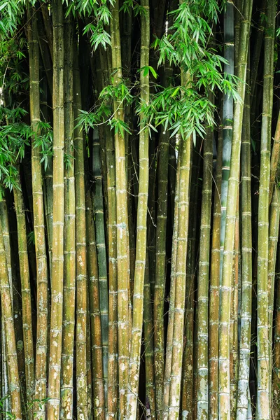 Close-up van tropic bamboe jungle stengels — Stockfoto