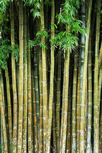 Close up tropic bamboo jungle stems