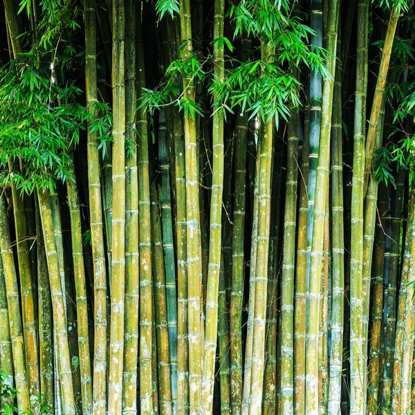 Close-up van tropic bamboe jungle stengels — Stockfoto
