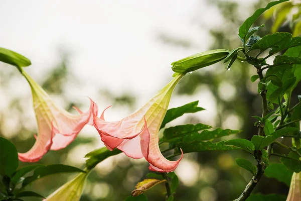 Datura (trompeta de ángel) flor — Foto de Stock