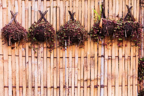 Plantas de bambu para pendurar na parede — Fotografia de Stock