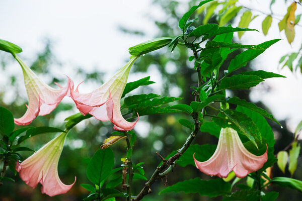 Datura (angel trumpet) flower