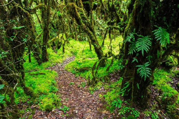 A integridade da floresta . — Fotografia de Stock