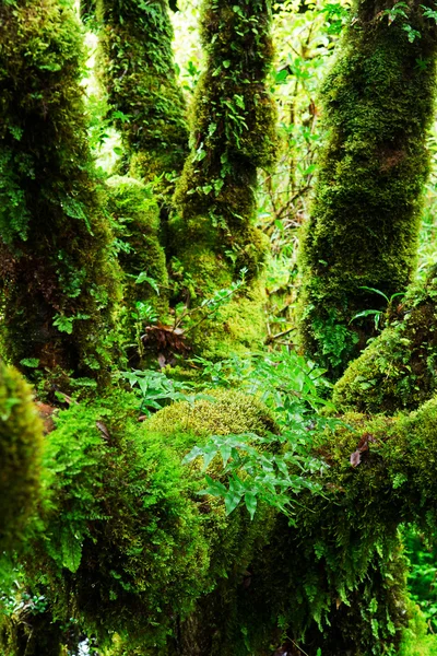 Integralność lasu. — Zdjęcie stockowe