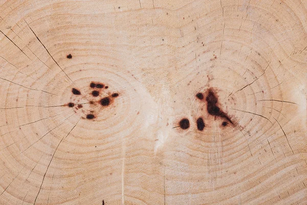 Textura de duramen del tronco de árbol cortado sobre fondo blanco —  Fotos de Stock