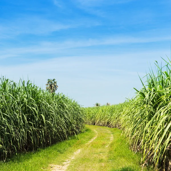 Sukkerrørsfelt og vei med hvit sky i Thailand – stockfoto
