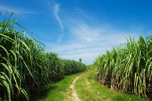 Sockerrör fältet och väg med vita moln i thailand — Stockfoto