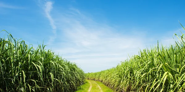 Campo de caña de azúcar y carretera con nube blanca en Tailandia —  Fotos de Stock