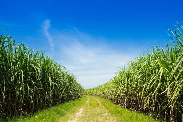 Sugarcane field and road with white cloud in Thailand — Stock Photo, Image