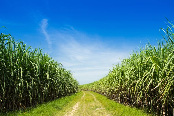 Campo di canna da zucchero e strada con nube bianca in Thailandia — Foto Stock