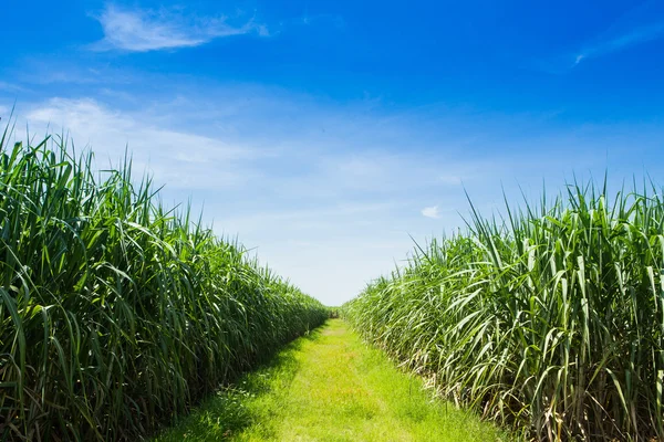 Sugarcane field and road with white cloud in Thailand — Stock Photo, Image