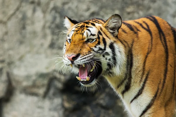 Tiger Stockbild