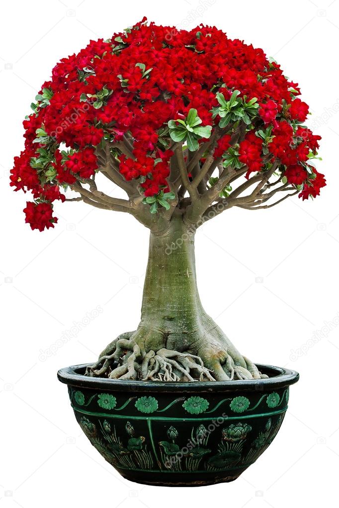 desert rose flower bonsai