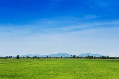 Dağlar ve gökyüzü ile büyük pirinç tarlaları.
