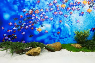 Arka plan balık ile küçük bir bahçe olduğunu.