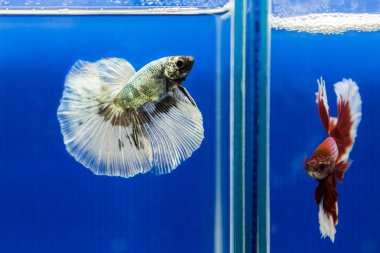 Siyam mücadele balık