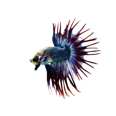 Betta balık portre. Renkli ejderha balık. Akvaryum. Üzerinde izole 