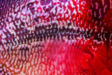 akvaryum balık, çiçek boynuz balık yüzeyi