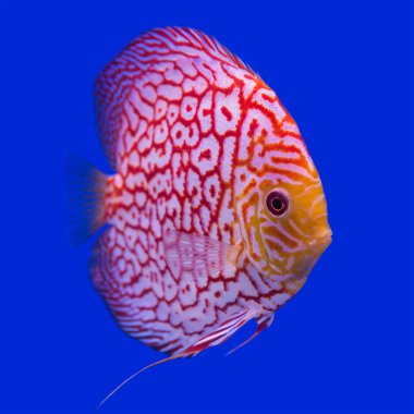 Pompadour (Discus) Balık