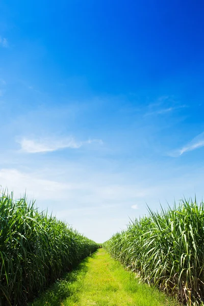 Campo de cana-de-açúcar e estrada com nuvem branca na Tailândia — Fotografia de Stock