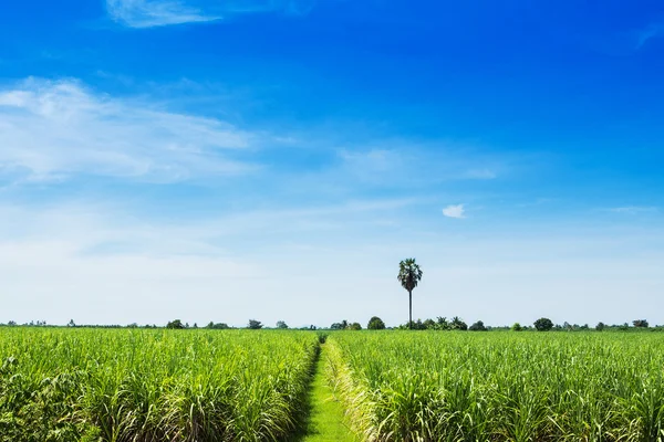 Campo de caña de azúcar y carretera con nube blanca en Tailandia —  Fotos de Stock