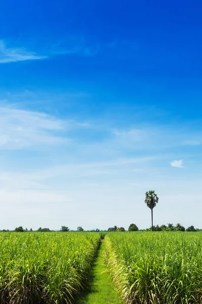 Campo de cana-de-açúcar e estrada com nuvem branca na Tailândia — Fotografia de Stock