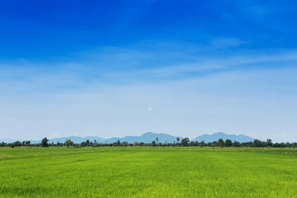 The vast rice fields with mountains and sky. — Stock Photo, Image
