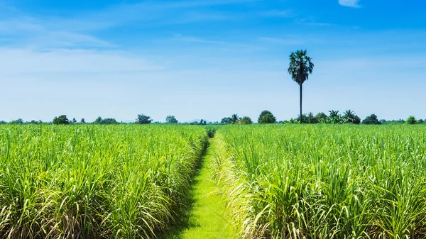 Zuckerrohrfeld und Straße mit weißer Wolke in Thailand — Stockfoto