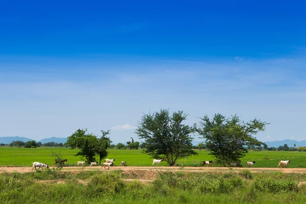 Goats — Stock Photo, Image