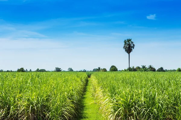 Zuckerrohrfeld und Straße mit weißer Wolke in Thailand — Stockfoto