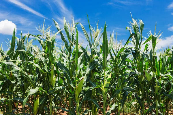 Corn field against cloudy sky — Stock Photo, Image