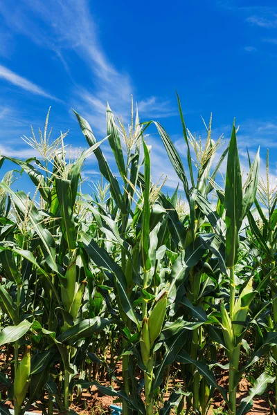 Кукурудзяне поле проти хмарного неба — стокове фото