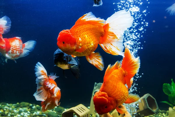 Poisson rouge en aquarium avec des plantes vertes — Photo