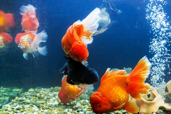 Poisson rouge en aquarium avec des plantes vertes — Photo