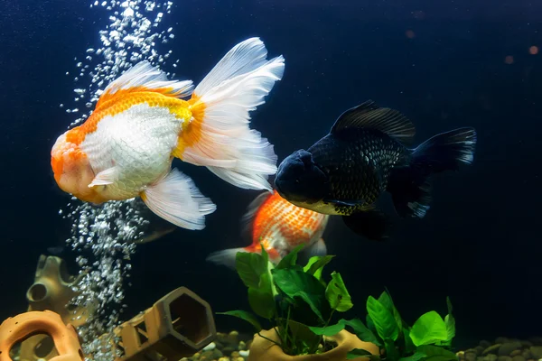 Pesci rossi in acquario con piante verdi — Foto Stock