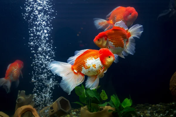 Poisson rouge en aquarium avec des plantes vertes — Photo