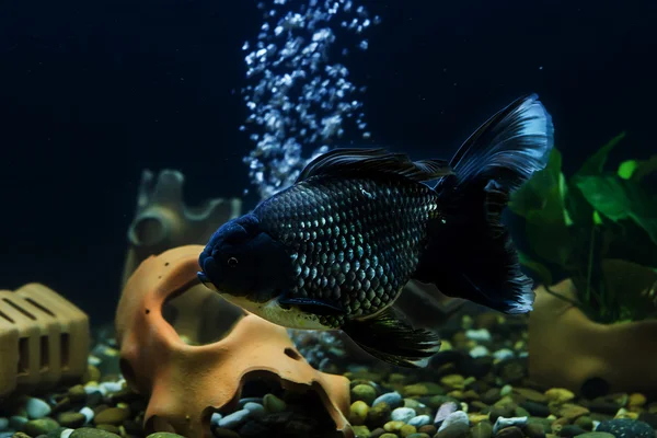 Goldfish in aquarium with green plants — Stock Photo, Image