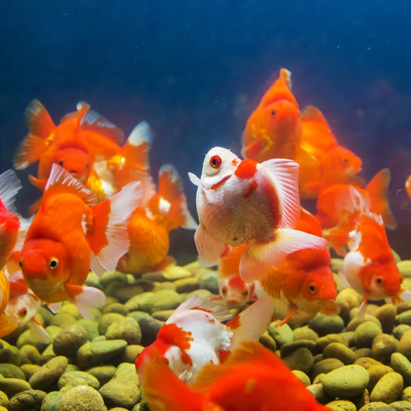 Peixe-dourado em aquário com plantas verdes — Fotografia de Stock