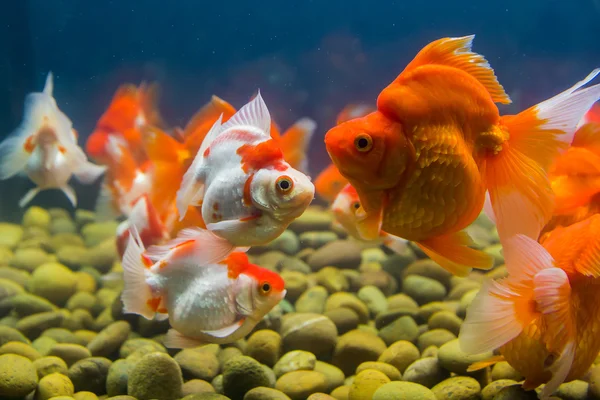 Poisson rouge en aquarium avec des plantes vertes — Photo